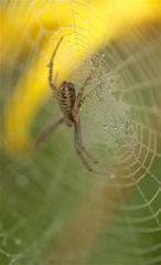 Argiope trifasciata