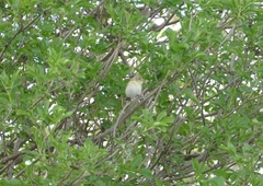Phylloscopus trochilus