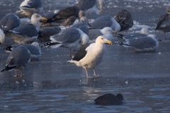 Larus marinus