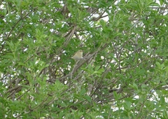 Phylloscopus trochilus