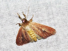 Aspidifrontia rufescens