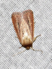 Aspidifrontia rufescens