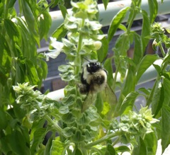 Bombus impatiens