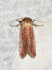 Aspidifrontia rufescens