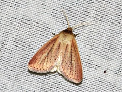 Aspidifrontia rufescens