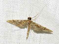 Duponchelia lanceolalis