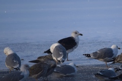 Larus marinus
