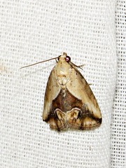 Lithacodia caffristis