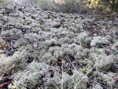 Cladonia mediterranea