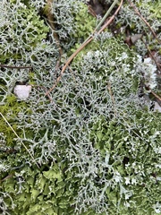 Cladonia mediterranea