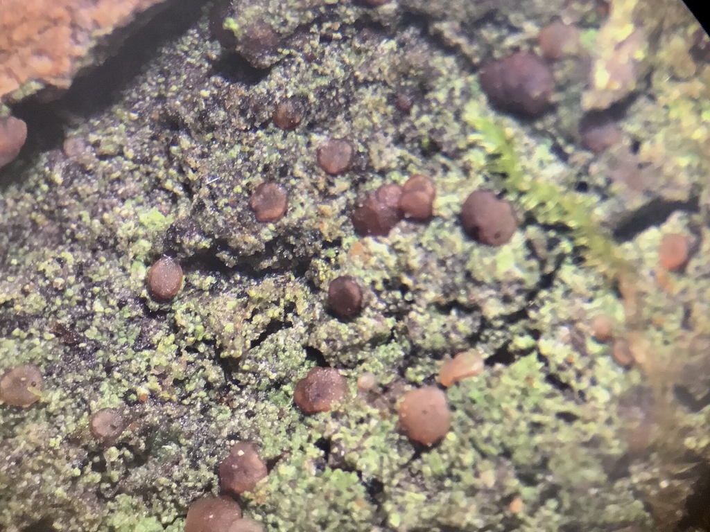 Ekman's Bacidia