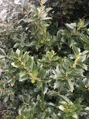 Osmanthus heterophyllus