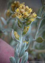 Artemisia spiciformis