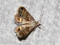 Acantholipes trimeni