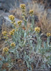 Artemisia spiciformis