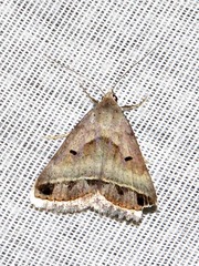 Acantholipes trimeni