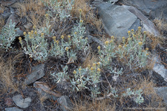 Artemisia spiciformis