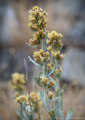 Artemisia spiciformis