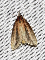 Acrapex brunnea