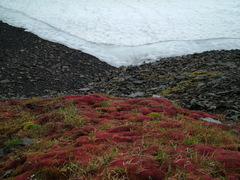 Ptychostomum cryophilum