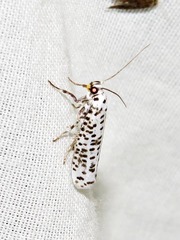 Yponomeuta strigillatus