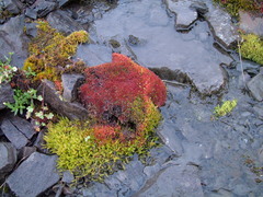Ptychostomum cryophilum