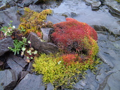 Ptychostomum cryophilum