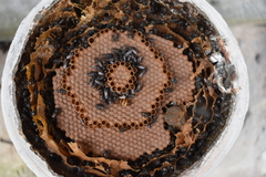Scaptotrigona mexicana