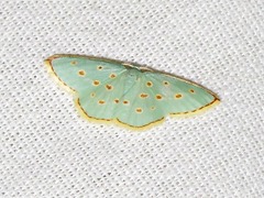 Comostolopsis stillata stillata