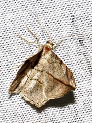 Chiasmia simplicilinea
