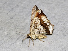 Chiasmia simplicilinea