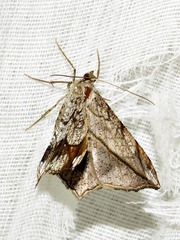 Chiasmia simplicilinea