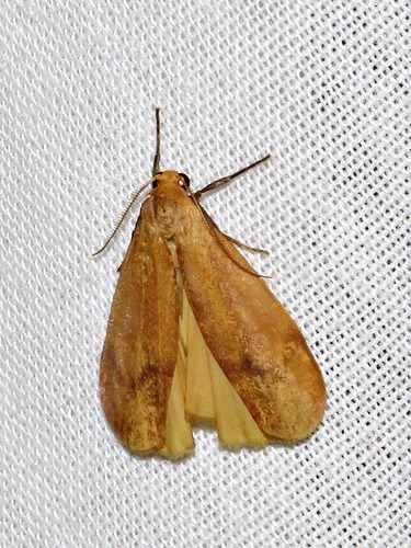 Hypagoptera rufeola