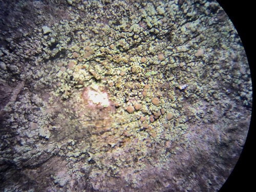 Scoliciosporum pensylvanicum image