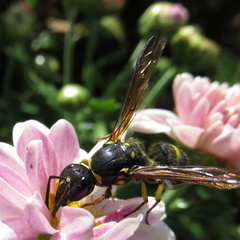 Ancistrocerus antilope