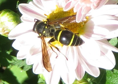 Ancistrocerus antilope