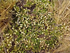 Baccharis magellanica