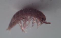 Trichoniscus pusillus