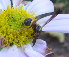 Parancistrocerus histrio