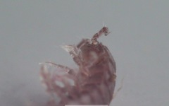 Trichoniscus pusillus