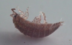 Trichoniscus pusillus