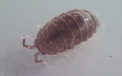 Trichoniscus pusillus