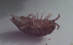 Trichoniscus pusillus