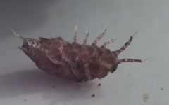 Trichoniscus pusillus