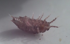 Trichoniscus pusillus