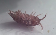 Trichoniscus pusillus