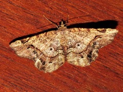 Chiasmia umbrata