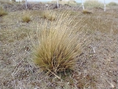 Festuca gracillima