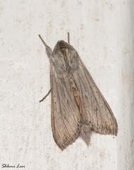 Cucullia chamomillae