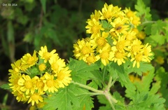 Chrysanthemum lavandulifolium